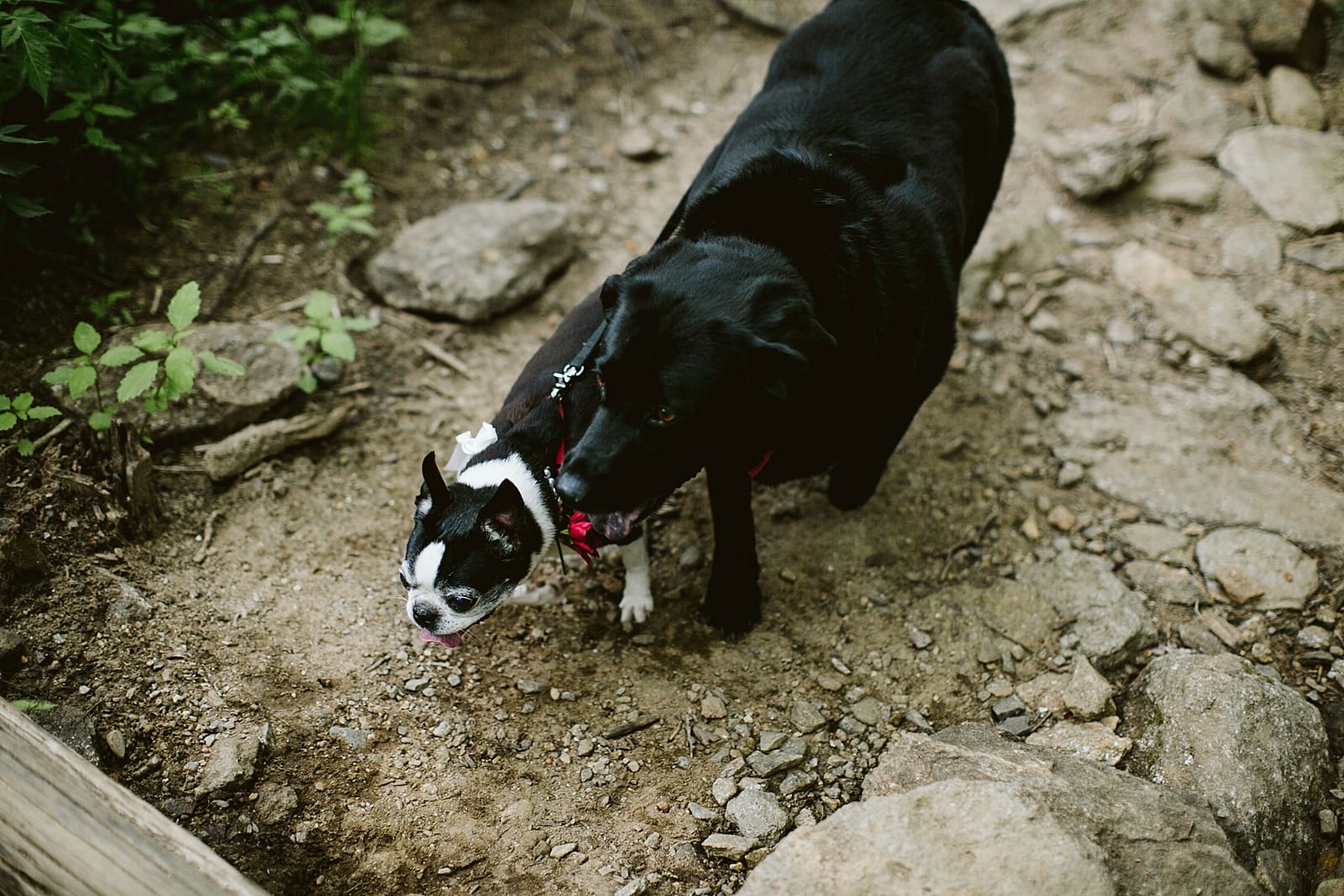 Brandy+john Elopement