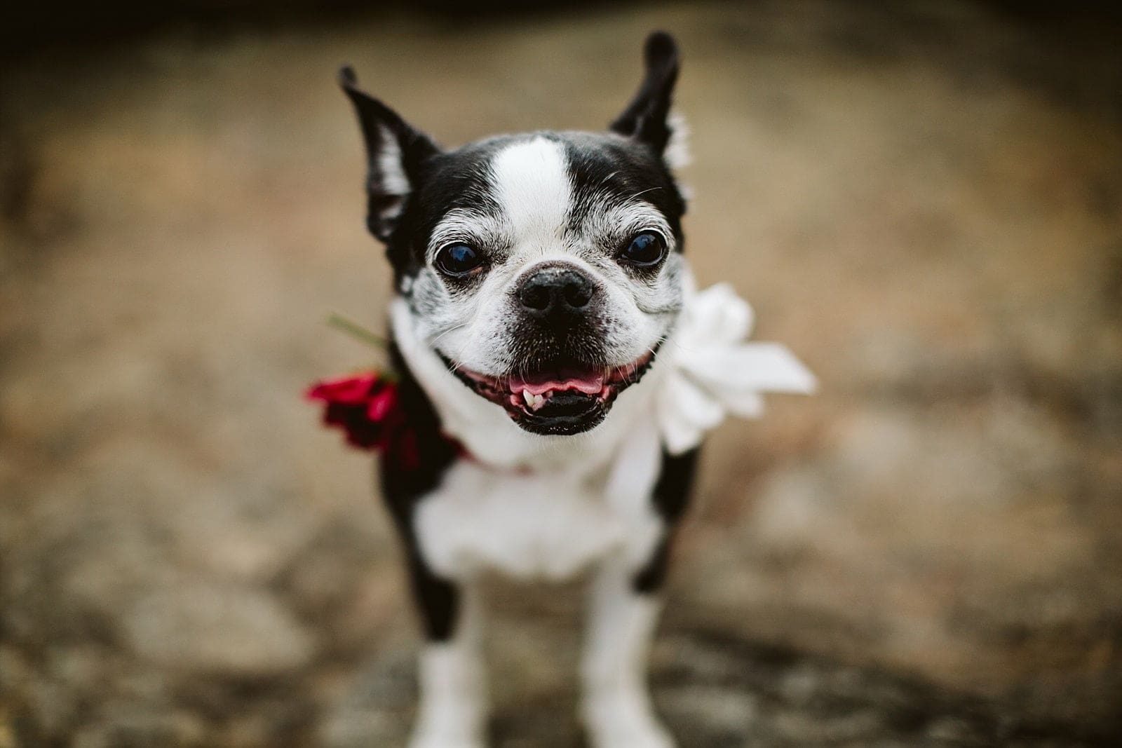 Brandy+john Elopement